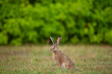 European Brown Hare in Meadow, Lepus europaeus
