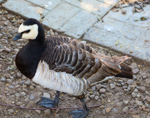 ​A majestic gander with striking black and white plumage walks on the rocky ground. Its calm gait and proud posture create a harmonious image of rural life.