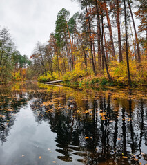 Forest lake on cloudy autumn day: slanted pine trees reflecting in dark water, ground is covered with orange fallen leaves.