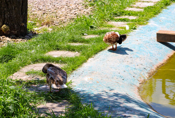 Two wild ducks are resting on the shore of a pond, enjoying a sunny day. Their colorful plumage shines in the sun, and their carefree appearance creates an atmosphere of peace and unity with nature.