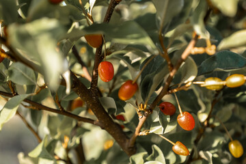 ​A close-up of oleaster branches with orange and yellow berries hanging among the green leaves, illuminated by sunlight. The detailed texture of the fruits and leaves creates a sense of natural beauty