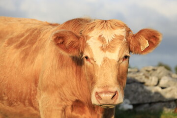 Cattle: Closeup of Charolais breed bullock in sunlight, on farm in rural Ireland