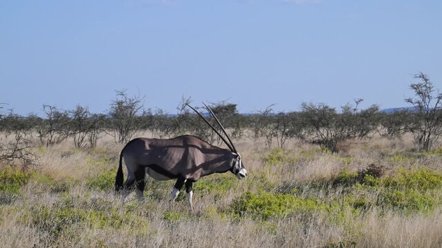 Oryx gazzella, ORIX, mammals, antelope, savannah, arid, horn, Etosha National Park, Namibia