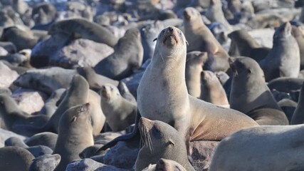 colony of  Cape Cross,  Fur Seal,  sea animal, animal, sea life, animal wildlife, mammals. nature , cape fur seal, colony,  fur seal, beach, Arctocephalus pusillus, cape cross, seal,  Cape cross, 
