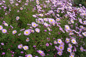 Whole lot of pink flowers of Michaelmas daisies in October