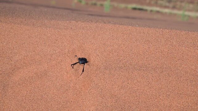 tok-tokkie, terebrionid beetle is getting buried , dune crest, toktok, insect, it eats some plant or animal fragments carried by the desert wind, Swakopmund, Namibia, desert, Namib desert, 