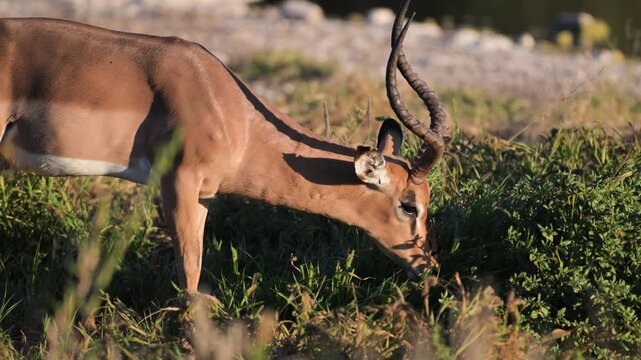  Aepyceros melampus, Impala, swift-running antelope, impala scratches, Aepyceros melampus, Impala, swift-running antelope, ruminant , savannas, Africa, Namibia