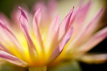 Beautiful Close-Up of a Pink Water Lily Blossom in Soft Focus
