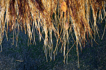 Close-Up of Natural Seaweed Texture on Sandy Ocean Floor