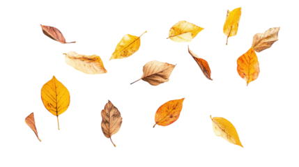 flying leaves isolated on transparent background 