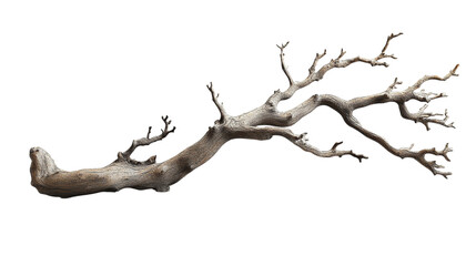 dry branch isolated on transparent background 