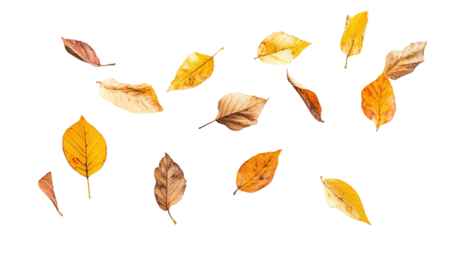 flying leaves isolated on transparent background 