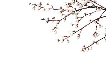 branch covered with winter white flowers isolated on transparent background 
