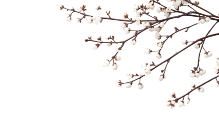 branch covered with winter white flowers isolated on transparent background