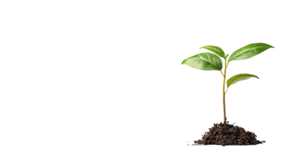 plant isolated on transparent background 