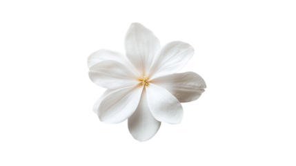 lilies isolated on transparent background 