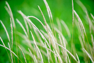 Soft Golden Grass Blades Gently Swaying in a Lush Green Field
