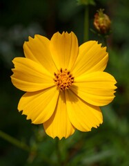 Obraz premium Yellow Cosmos Flower Closeup, Garden Bloom