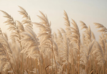 Obraz premium ears of wheat on a field