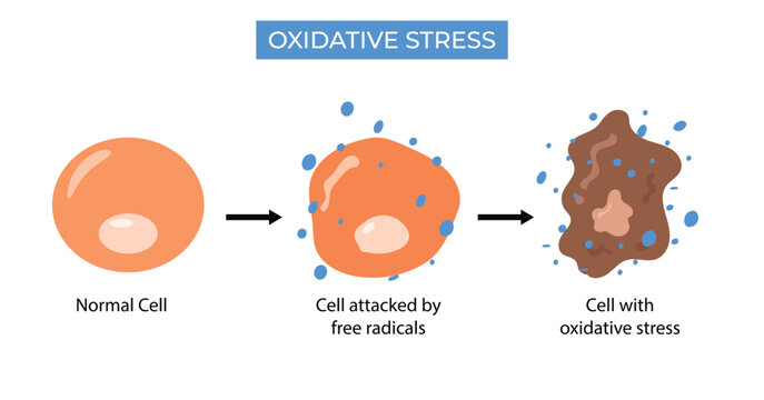 Oxidative Stress Diagram, cell attacked by free radicals illustration