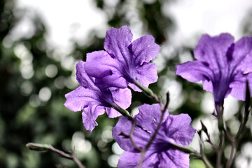 Obraz premium Purple Ruellia simplex flower close-up – ฟ้าประทานพร tropical Mexican petunia with soft bokeh garden botanical photography