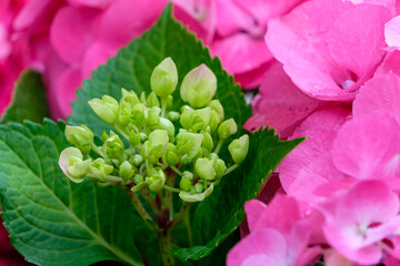 ピンクの紫陽花と咲き始めのつぼみ