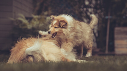 2 rough Collies sable erwachsen und Welpe in Interaktion spielen im Garten im Sommer Var. 3