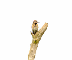 Northern Flicker (Colaptes auratus) Perched On Dead Tree In Illinois Forest Preserve