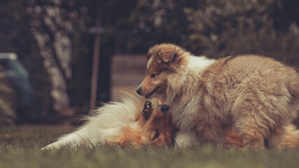 2 rough Collies sable erwachsen und Welpe in Interaktion spielen im Garten im Sommer Var. 4