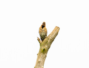 Northern Flicker (Colaptes auratus) Looking Out From Tree Branch