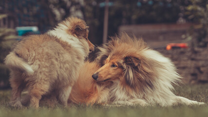 2 rough Collies sable erwachsen und Welpe in Interaktion spielen im Garten im Sommer Var. 5