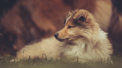 10 Wochen alter rough Collie Welpe sable liegt im Garten auf Gras im Sommer Var. 2