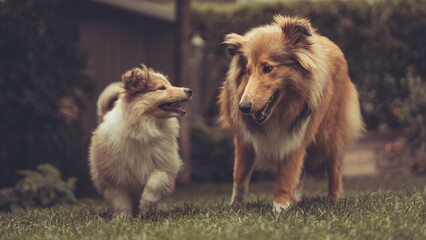 2 rough Collies sable erwachsen und Welpe laufen nebeneinander in einem Garten outdoor Var. 2