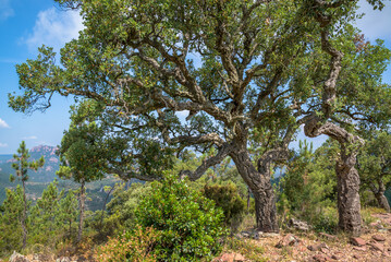 Pass viewpoint, Esterel, France
