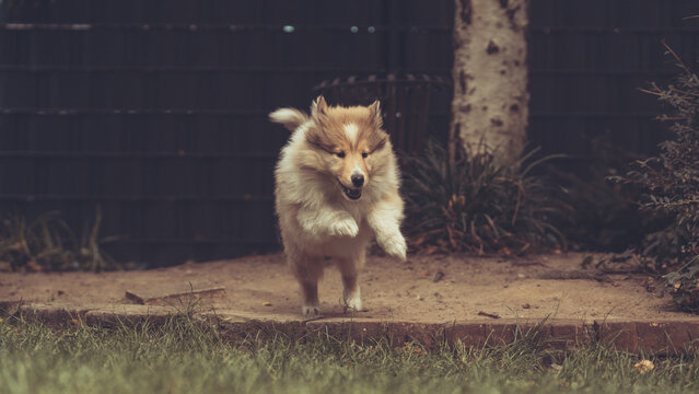 10 Wochen alter rough Collie Welpe sable im Sprung im Garten auf Gras im Sommer