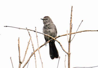 Gray Catbird (Dumetella carolinensis) Looking Out From A Perch On Overcast Day