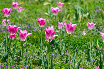 ピンク色のチューリップが咲く春の花畑