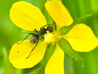 Yellow flower ants, weaver ant (Polyrhachis dives)