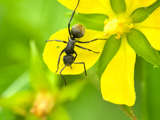 Yellow flower ants, weaver ant (Polyrhachis dives)