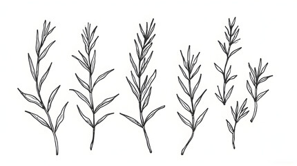 Fototapeta premium Drawn Plant Stems with Leaves on White Background
