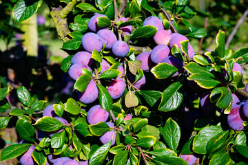 Pflaumen prunus domestica im Alten Land bei Hamburg
