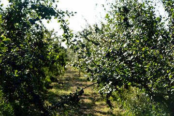 Pflaumen prunus domestica im Alten Land bei Hamburg