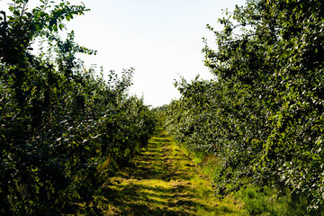 Pflaumen prunus domestica im Alten Land bei Hamburg