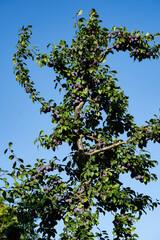 Pflaumen prunus domestica im Alten Land bei Hamburg