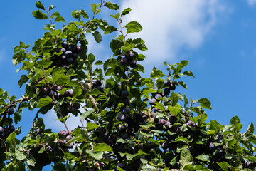 Pflaumen prunus domestica im Alten Land bei Hamburg