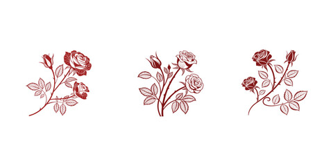 Elegant Burgundy Rose Branches on White Background