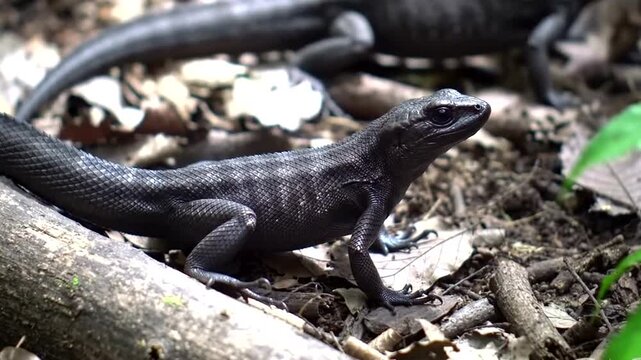 A black lizard is crawling on a log in the forest, with another lizard in the background