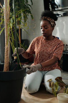Vertical medium long shot of young Black woman spending time at home taking care of houseplants hoeing up soil in pots
