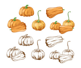 Hand drawn vintage sketch set of pumpkins and squash with green stems in color and monochrome versions isolated vector illustration