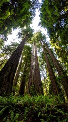 Majestic Redwood Forest Canopy, Sunlight Piercing Through Trees.